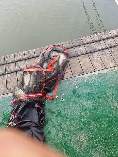 가깝고 물 좋고 경치 좋은 곳~~!!-용인삼인낚시터-