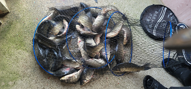 가깝고 물 좋고 경치 좋은 곳~~!!-용인삼인낚시터-