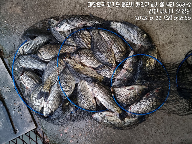 가깝고 물 좋고 경치 좋은 곳~~!!-용인삼인낚시터-