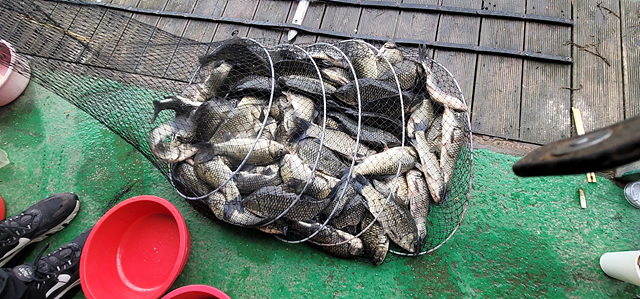 가깝고 물 좋고 경치 좋은 곳~~!!-용인삼인낚시터-