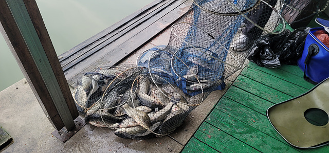 가깝고 물 좋고 경치 좋은 곳~~!!-용인삼인낚시터-