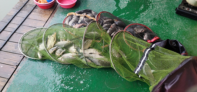 가깝고 물 좋고 경치 좋은 곳~~!!-용인삼인낚시터-