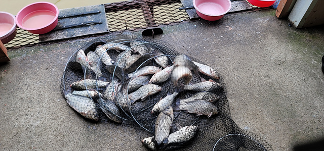 가깝고 물 좋고 경치 좋은 곳~~!!-용인삼인낚시터-