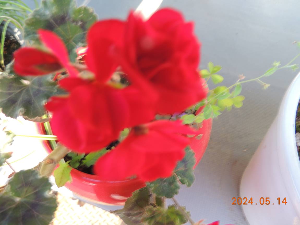 DSCN2917.JPG