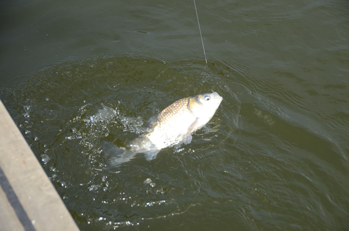 DSC_1216.JPG