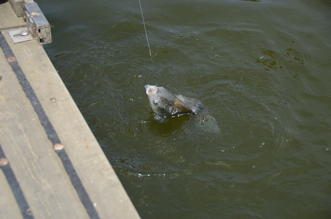 DSC_1219.JPG
