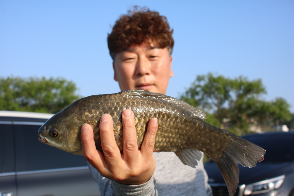내동지 유료낚시터 > *** 1일 4짜 11마리 *** : 낚시사랑