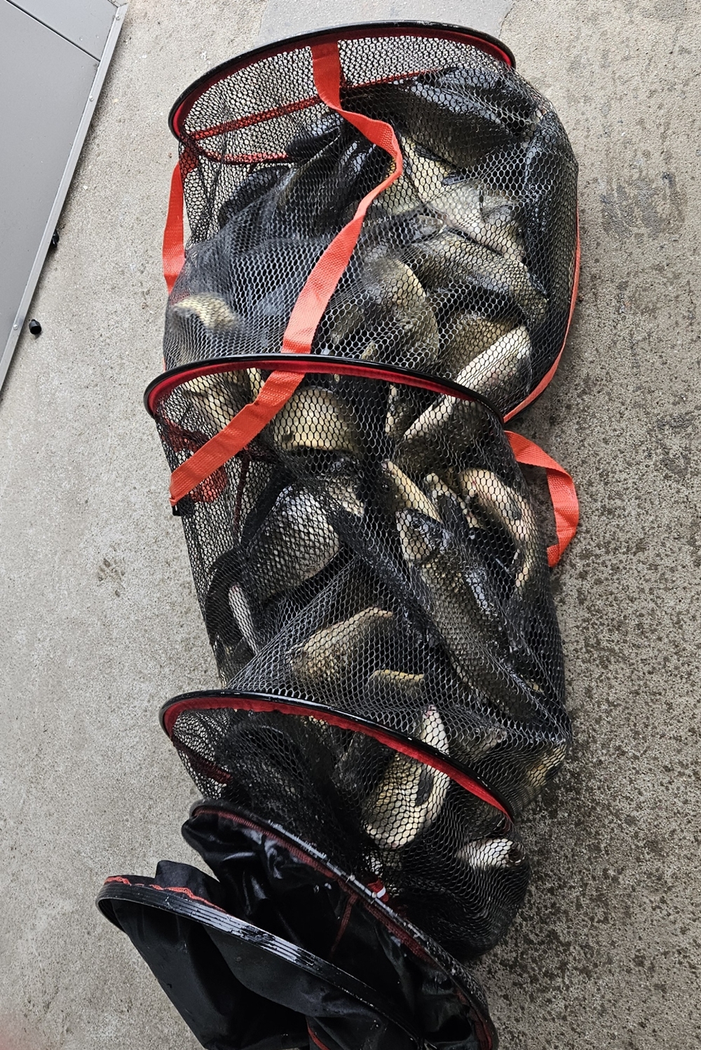 Resized_Resized_20240525_081104_1716592380732.jpeg