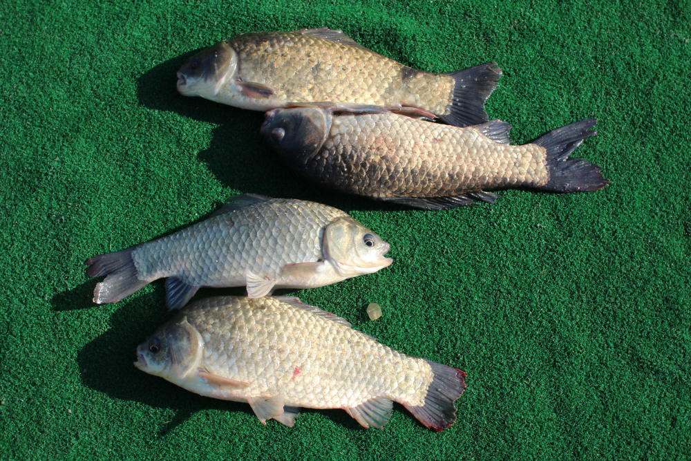 [ũ⺯ȯ]IMG_3910.JPG