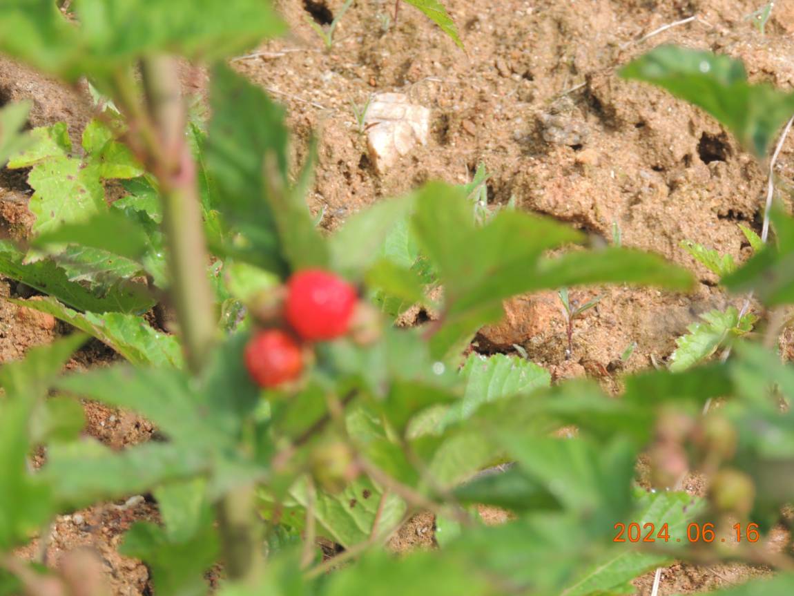 DSCN4246.JPG