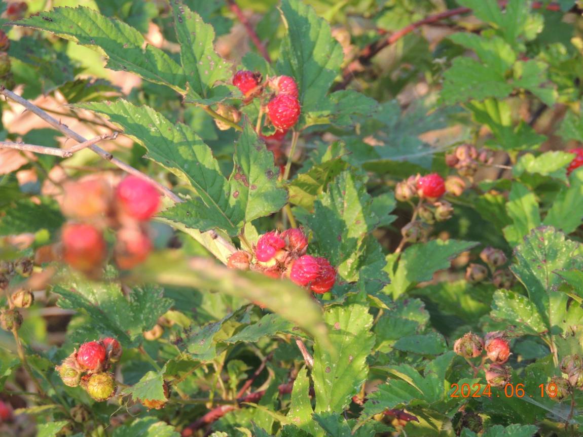 DSCN4311.JPG