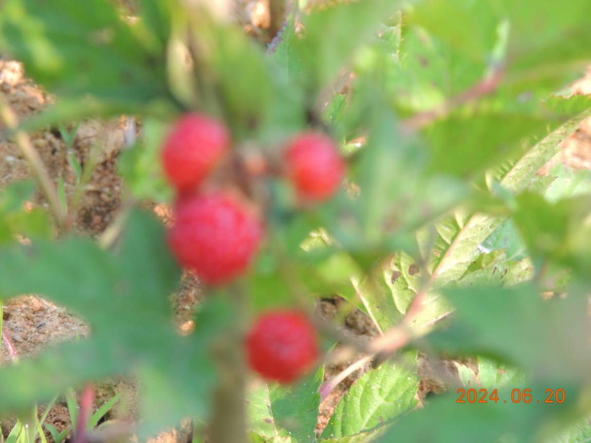 DSCN4339.JPG