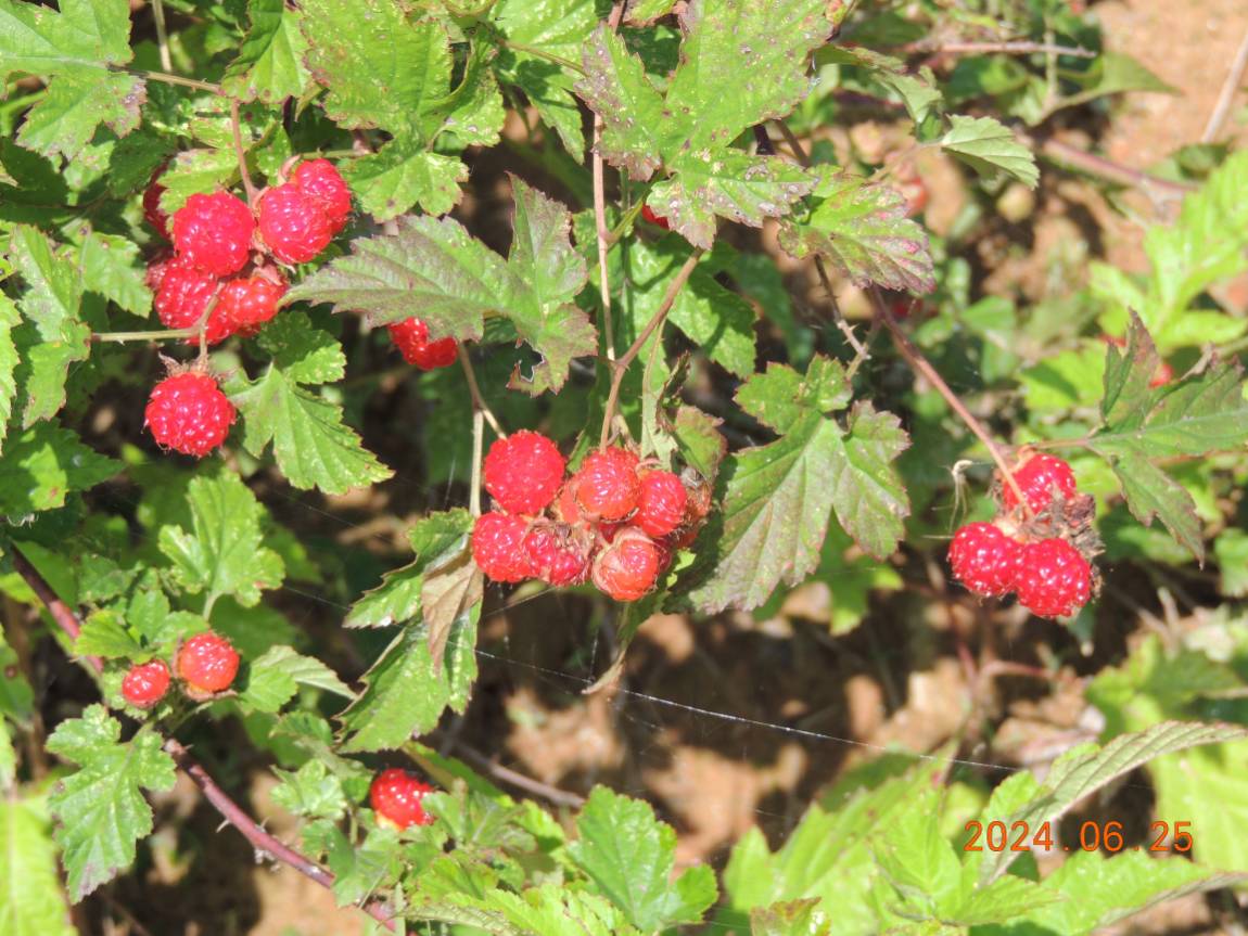 DSCN4519.JPG