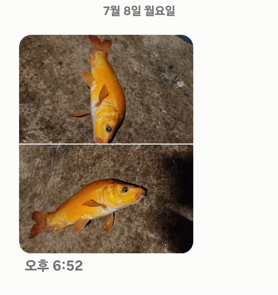 Screenshot_20240708_185425_Messages.jpg