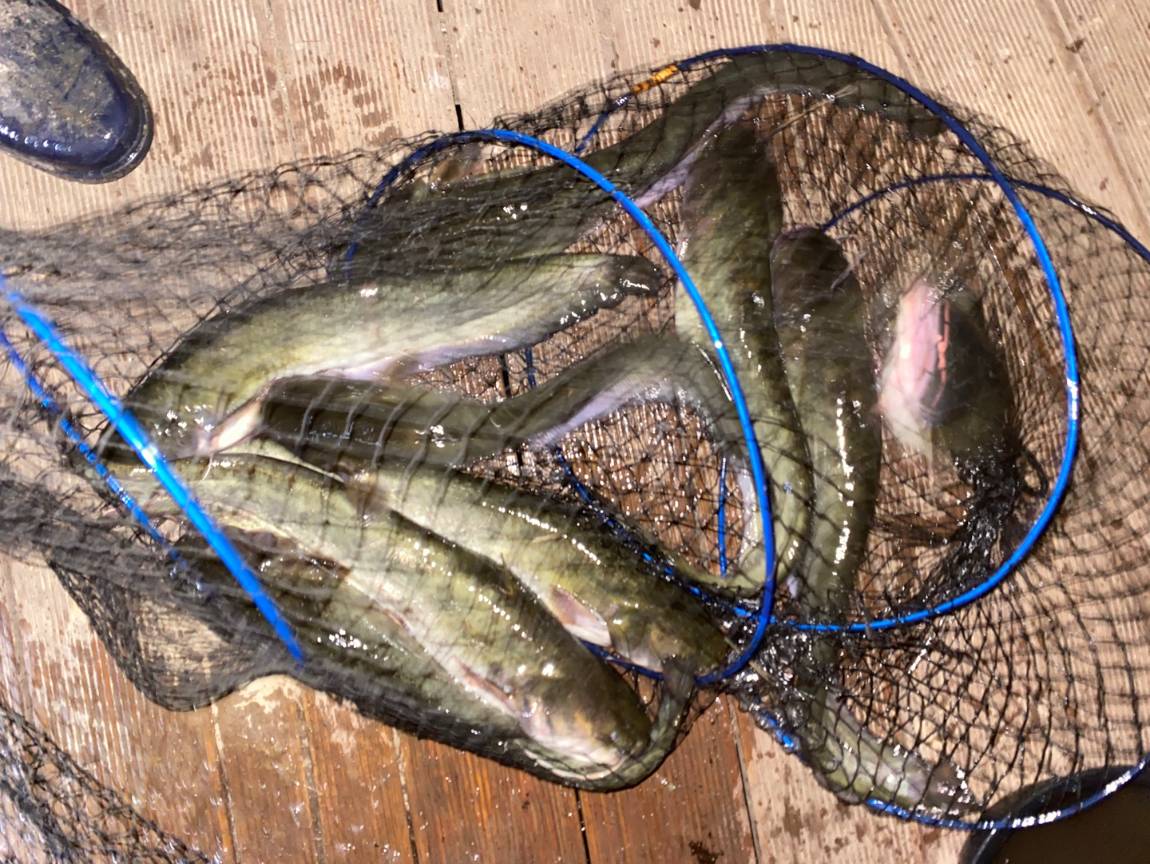 양평-대명낚시터 유료낚시터 > 주말 폭풍조황 [이번주 900kg = [향어 300kg+메기 600kg] 방류! : 낚시사랑