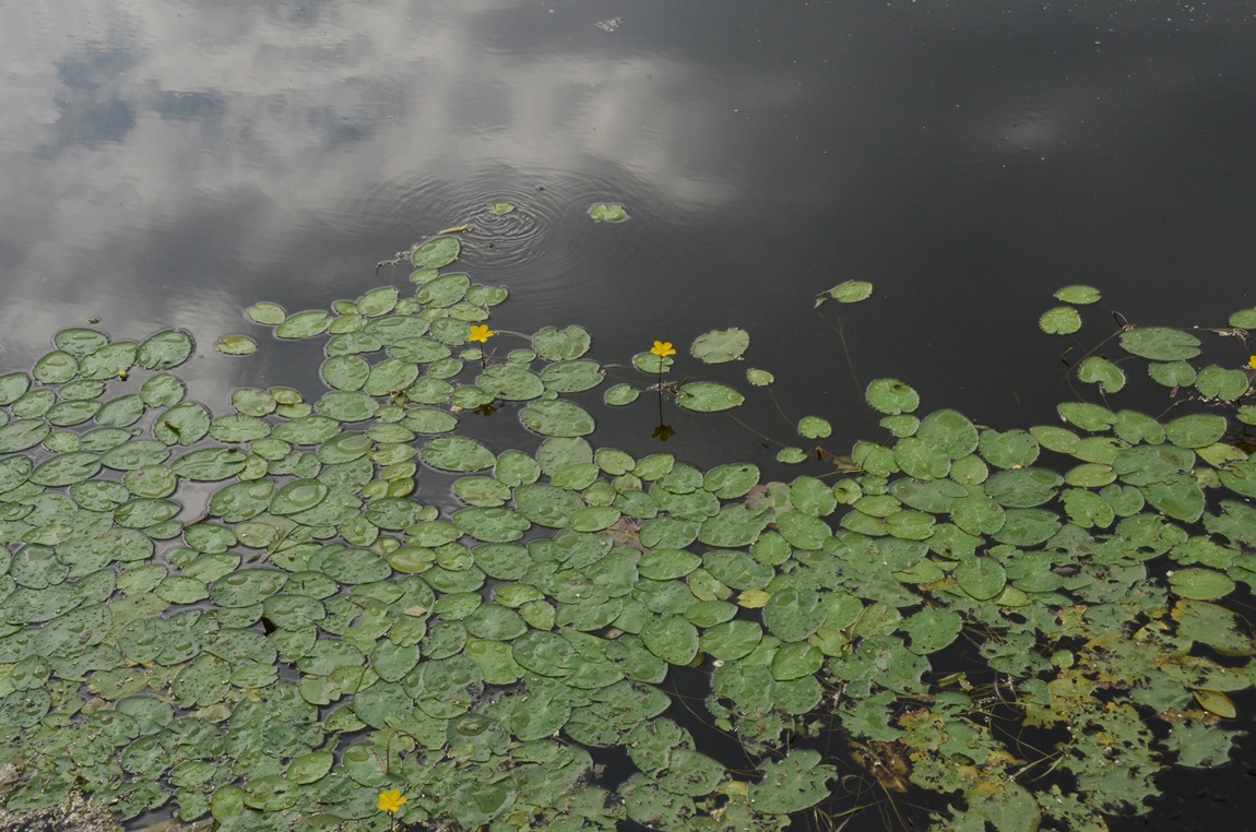 DSC_1565.JPG