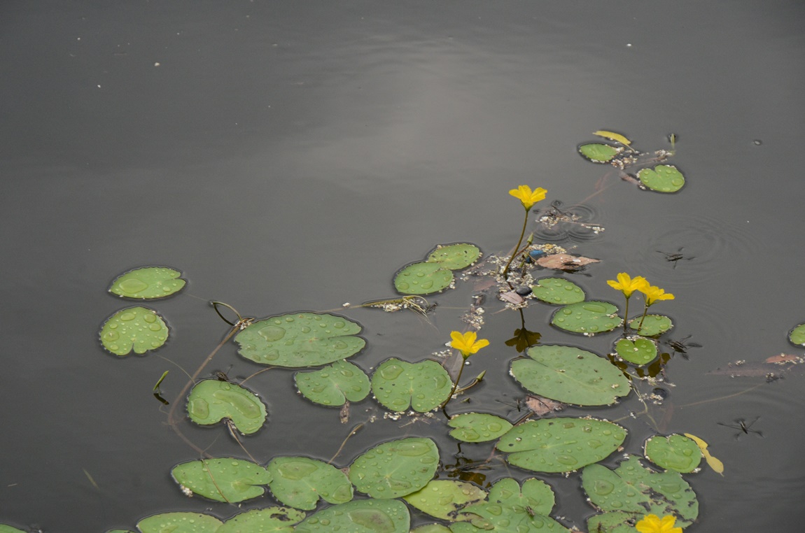 DSC_1567.JPG