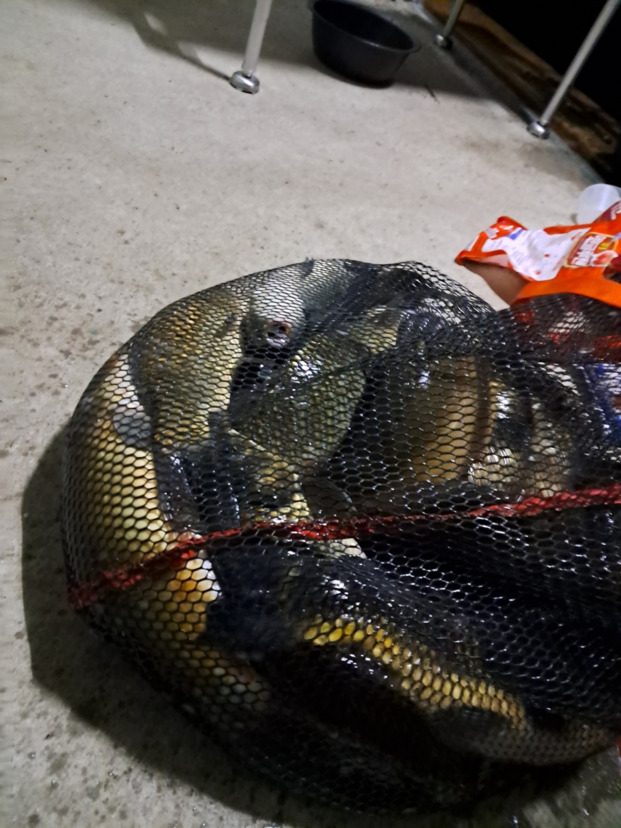 Resized_Resized_20230730_030532.jpeg