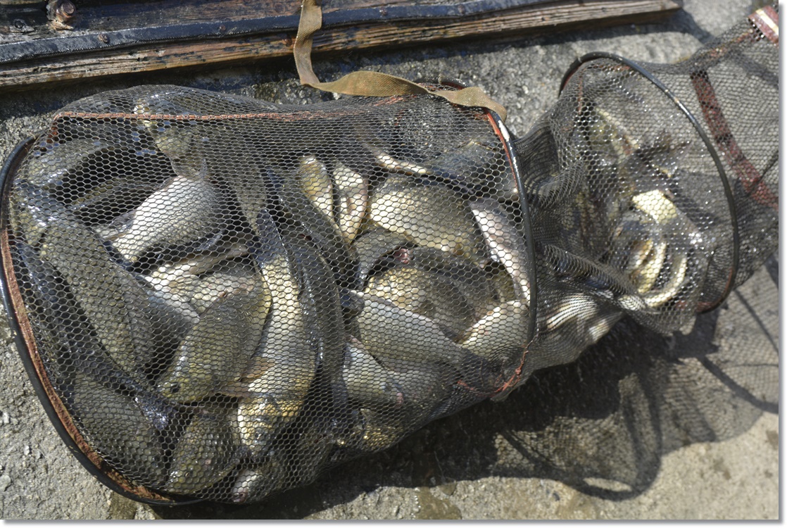 _DSC9609.JPG