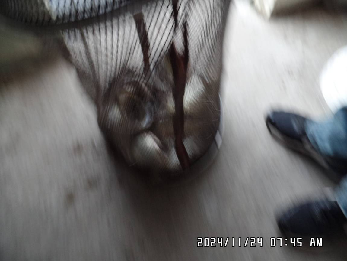 SAM_0670.JPG