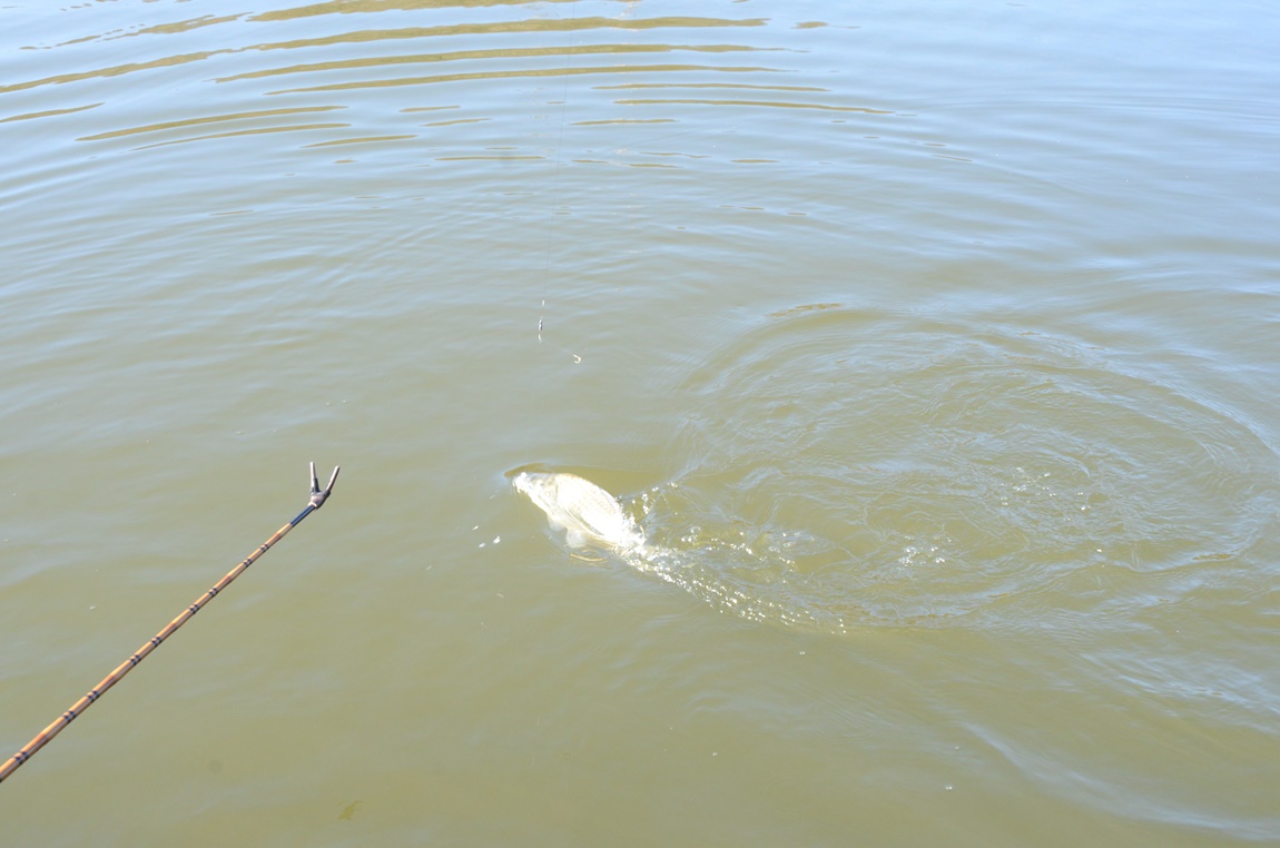 DSC_2336.JPG
