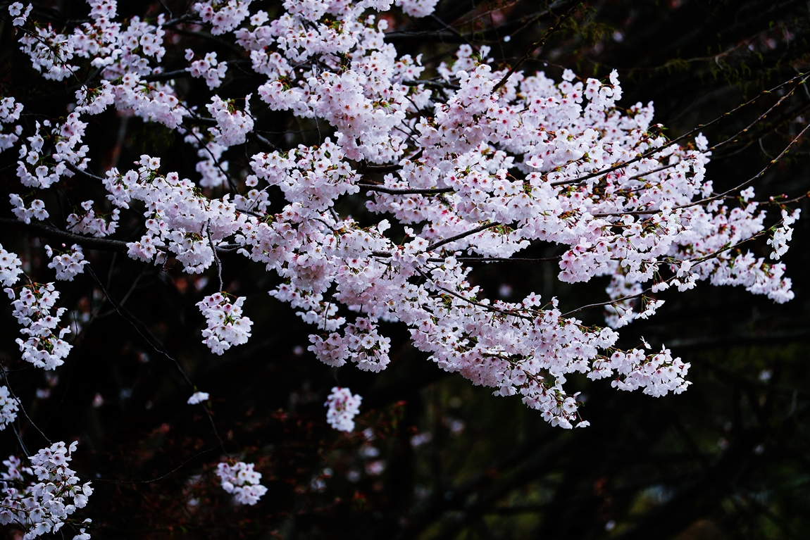 20210407222337_yuwu[1].jpg