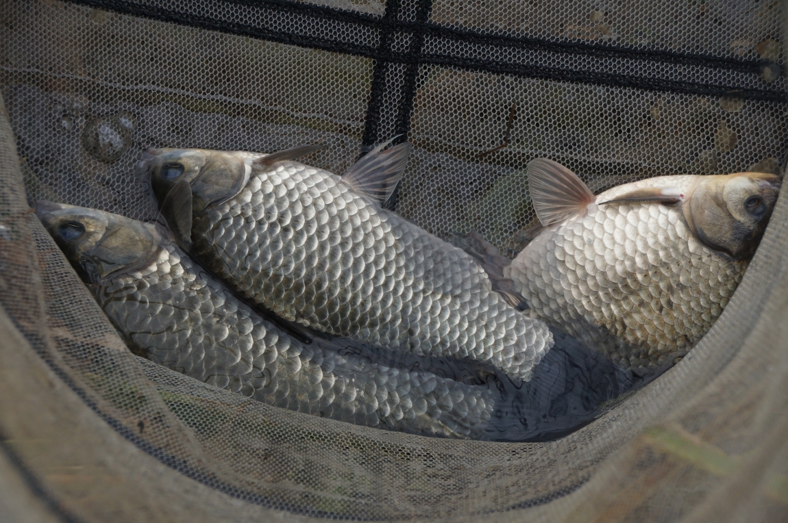 DSC07985.jpg