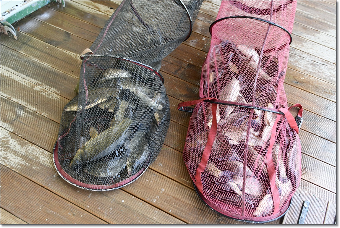 DSC_1913.JPG