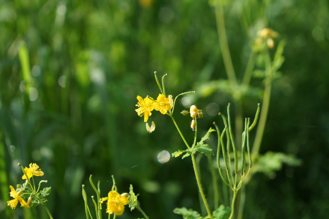 DSC08302.jpg