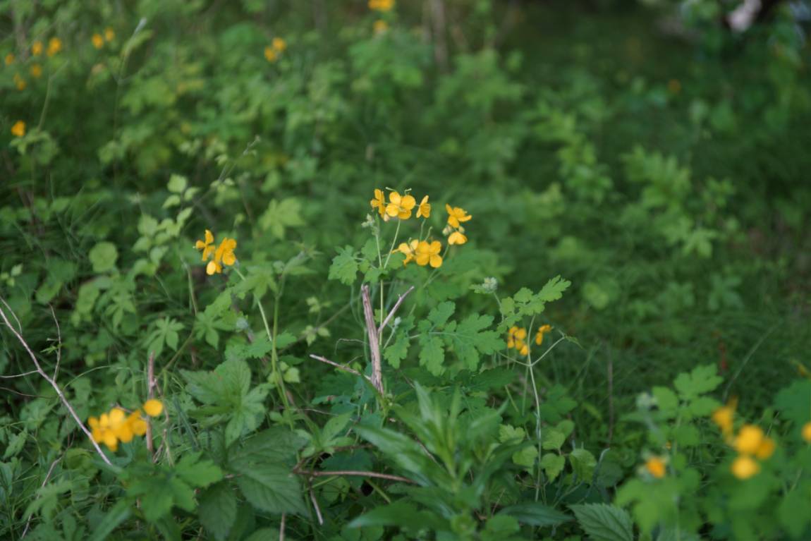 DSC08426.JPG