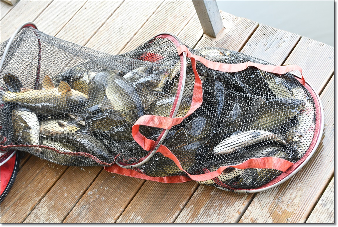 DSC_2482.JPG