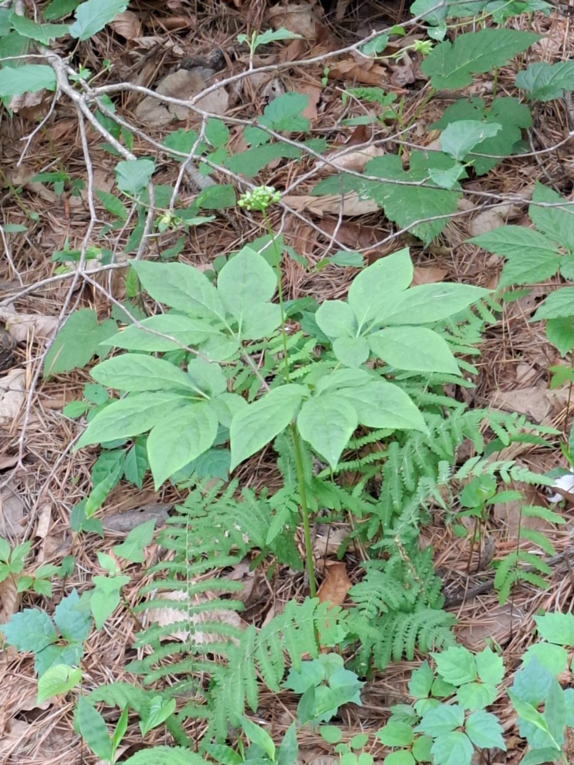 20250523_120936.jpg