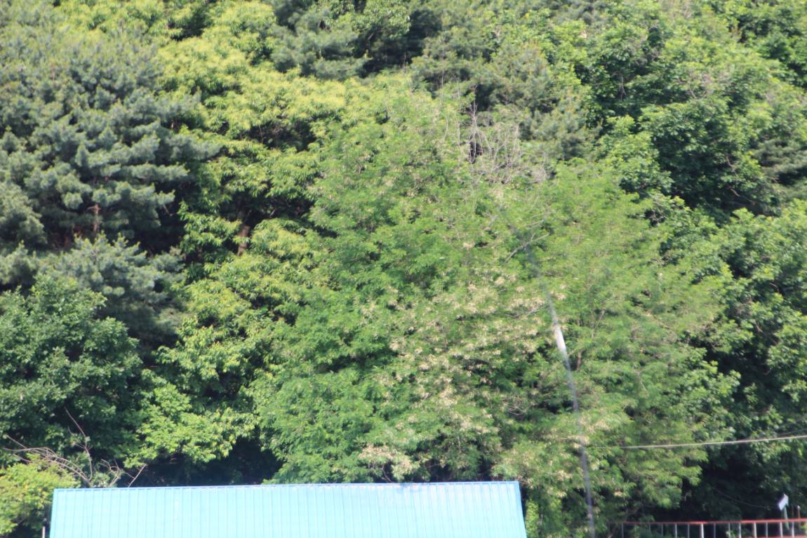 IMG_1621.JPG