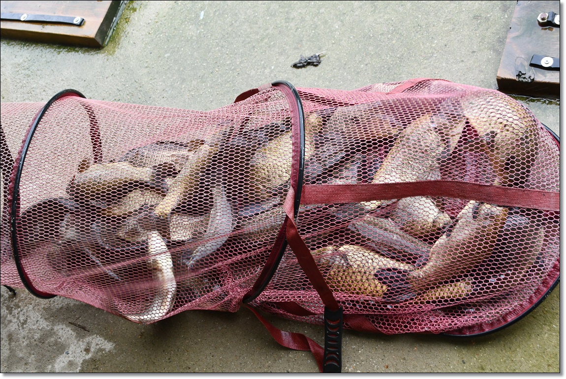 DSC_3387.JPG
