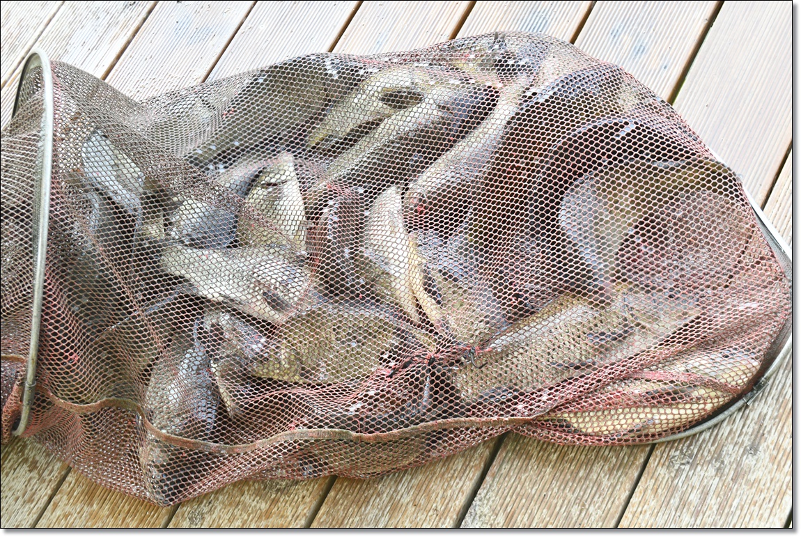 DSC_3411.JPG