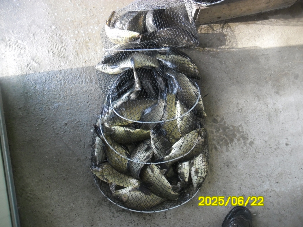 SAM_3700.JPG