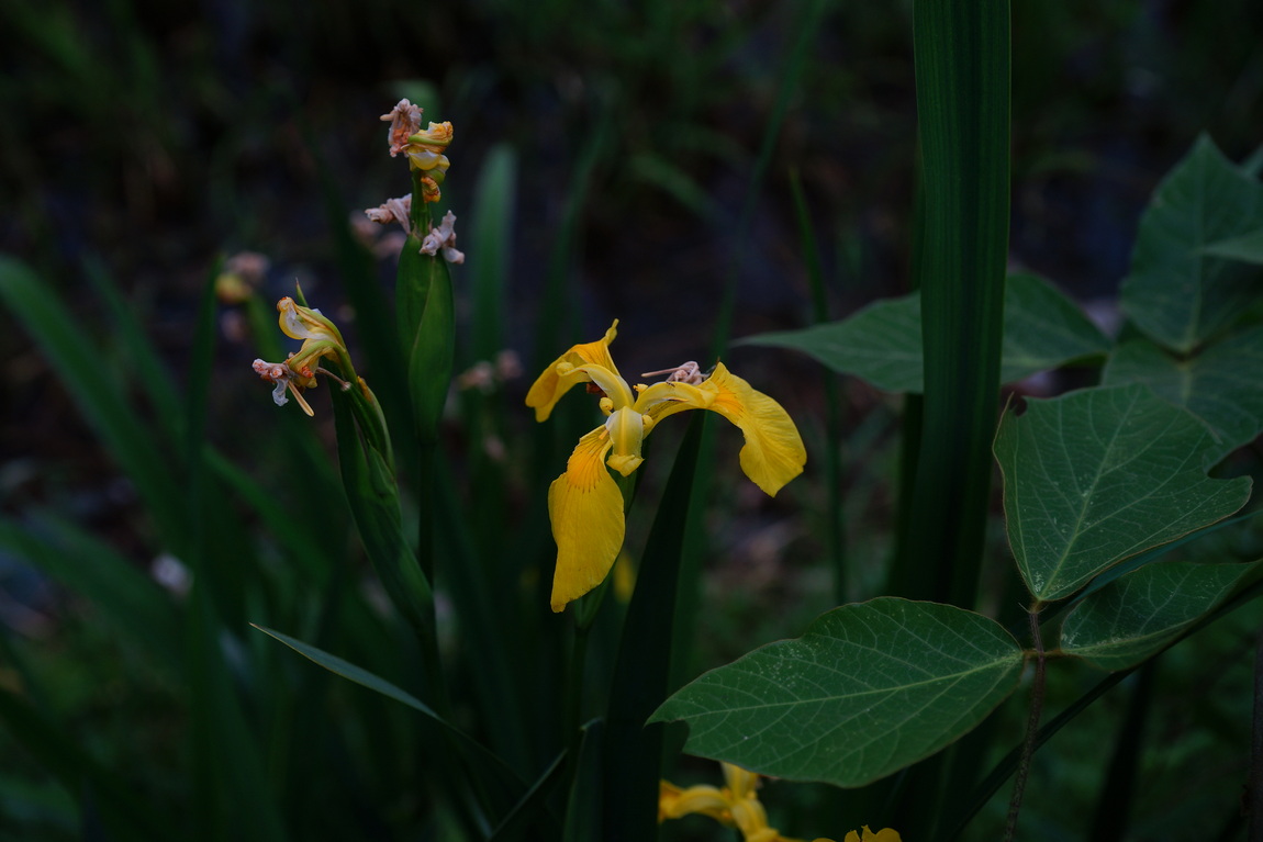 DSC02457.JPG