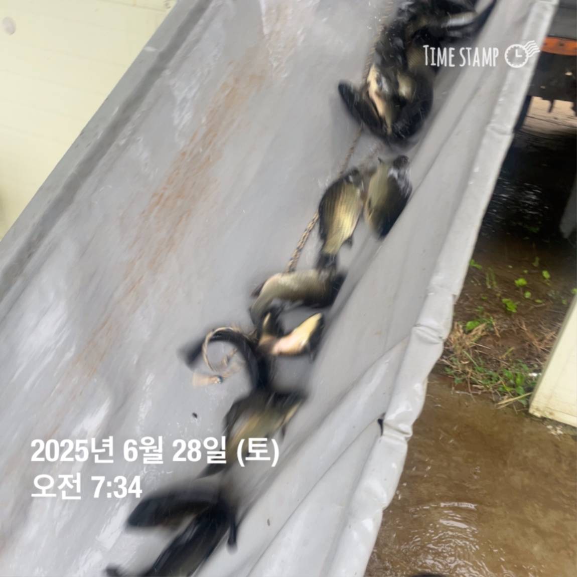 KakaoTalk_20250629_182054031_12.jpg
