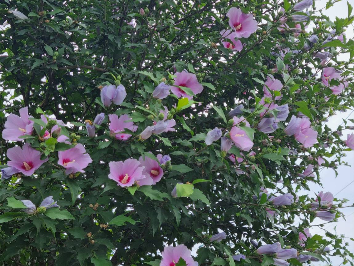 20250713_132043.jpg