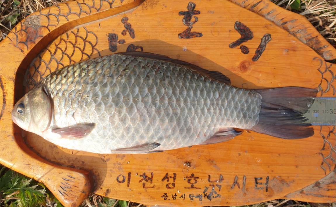 노지 33-1 - 복사본.jpg