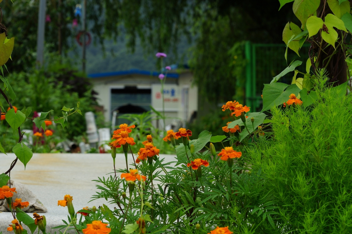 DSC04171.jpg
