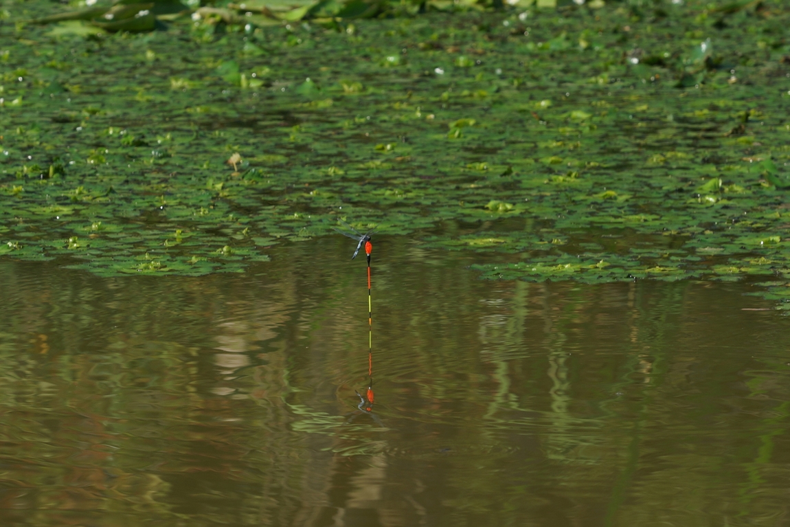 DSC00232.JPG