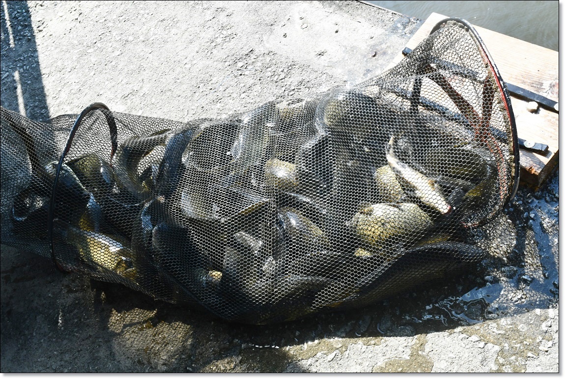 DSC_4065.JPG