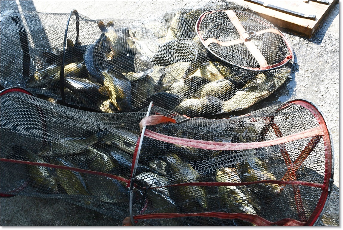 DSC_4076.JPG