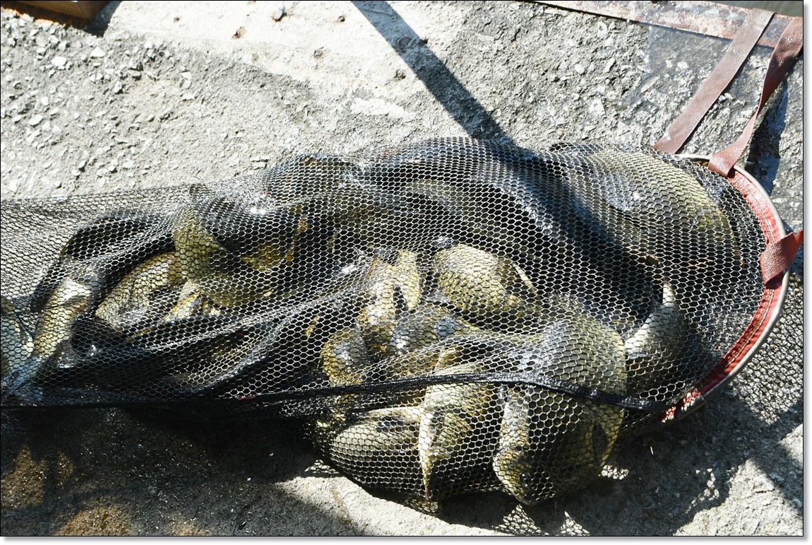 DSC_4082.JPG