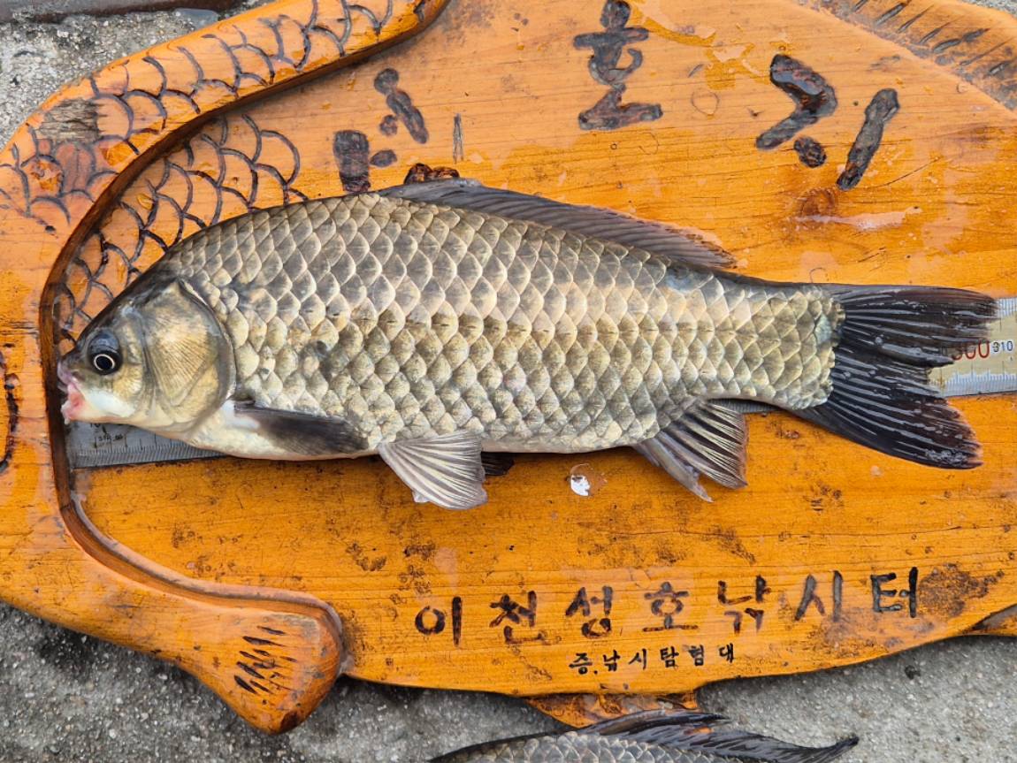 31-1 - 복사본.jpg