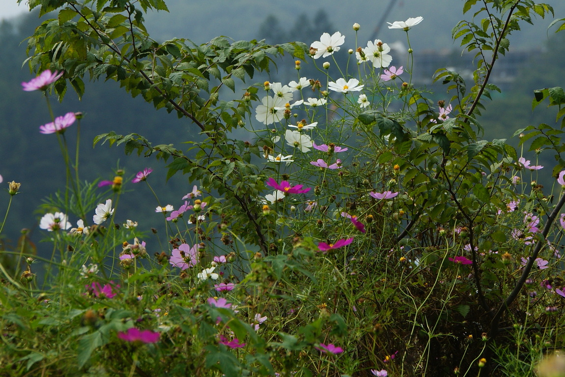 DSC03365.JPG