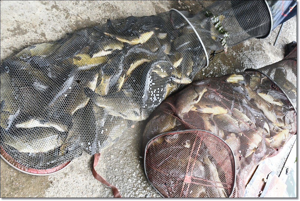 DSC_4548.JPG