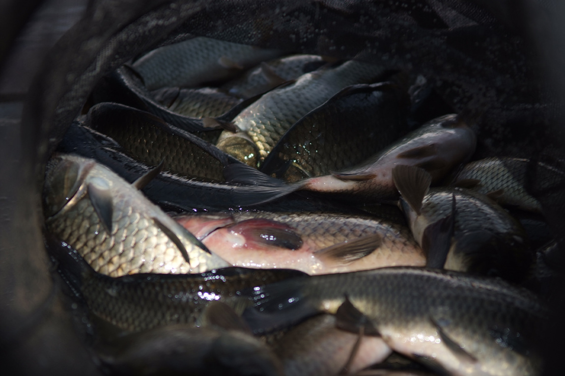 DSCF4290.jpg