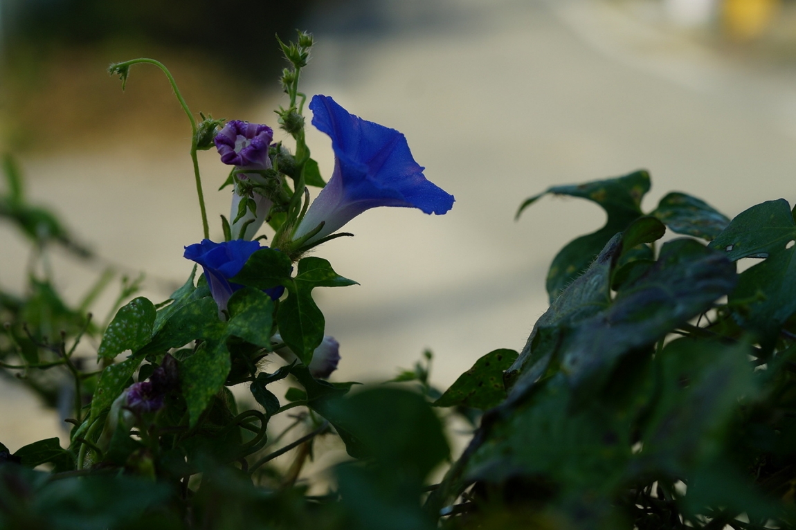 DSC05712.jpg